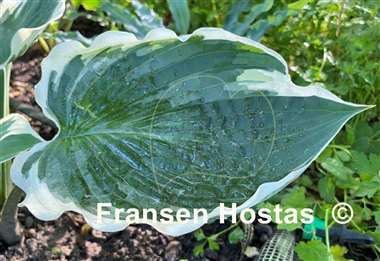 Hosta Zonda